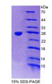 Figure 1. SDS-PAGE