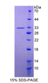 Figure 1. SDS-PAGE Figure 1. SDS-PAGE