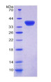 Figure 1. SDS-PAGE