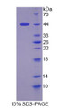 Figure 1. SDS-PAGE