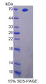 Figure 1. SDS-PAGE Figure 1. SDS-PAGE