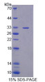Figure 1. SDS-PAGE Figure 1. SDS-PAGE
