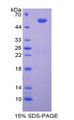 Figure 1. SDS-PAGE