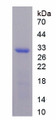 Figure 1. SDS-PAGE Figure 1. SDS-PAGE