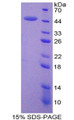 Figure 1. SDS-PAGE Figure 1. SDS-PAGE