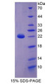 Figure 1. SDS-PAGE