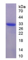 Figure 1. SDS-PAGE