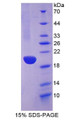 Figure 1. SDS-PAGE