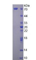 Figure 3. SDS-PAGE