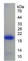 Figure 2. SDS-PAGE