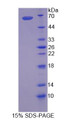 Figure 1. SDS-PAGE