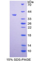 Figure 1. SDS-PAGE