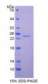 Figure 1. SDS-PAGE