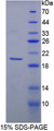 Figure 1. SDS-PAGE