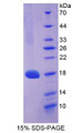 Figure 1. SDS-PAGE