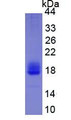 Figure 3. SDS-PAGE