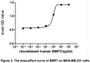 The dose-effect curve of BMP7 was shown in Figure 2. It was obvious that BMP7 significantly promoted cell proliferation of MDA-MB-231 cells. The ED50 for this effect is typically 3.483 to 9.017 ng/mL.