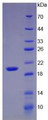 Figure 1. SDS-PAGE