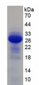 Figure 1. SDS-PAGE