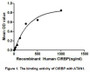 CIRBP (Cold-inducible RNA-binding protein) is considered to play a protective role in the genotoxic stress response by stabilizing transcripts of genes involved in cell survival and act as a translational activator. Besides, ATXN1 (Ataxin-1) has been proven as an interactor of CIRBP. Thus a binding ELISA assay was conducted to detect the interaction of recombinant human CIRBP and recombinant human ATXN1. Briefly, CIRBP were diluted serially in PBS, with 0.01%BSA (pH 7.4). Duplicate samples of 100uL were then transferred to ATXN1-coated microtiter wells and incubated for 2h at 37°C. Wells were washed with PBST and incubated for 1h with anti-CIRBP mAb, then aspirated and washed 3 times. After incubation with HRP labelled secondary antibody, wells were aspirated and washed 3 times. With the addition of substrate solution, wells were incubated 15-25 minutes at 37°C. Finally, add 50µL stop solution to the wells and read at 450nm immediately. The binding activity of CIRBP and ATXN1 was shown in Figure 1, and this effect was in a dose dependent manner.