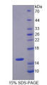 Figure 1. SDS-PAGE