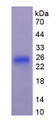Figure 1. SDS-PAGE