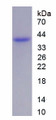Figure 1. SDS-PAGE