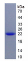 Figure 1. SDS-PAGE