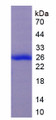 Figure 1. SDS-PAGE
