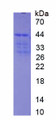 Figure 1. SDS-PAGE