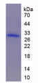 Figure 1. SDS-PAGE