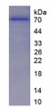 Figure. SDS-PAGE