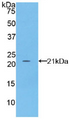 Figure . Western Blot