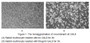 Galectin 9 (GAL9) is a member of the β-galactoside–binding galectin family. Galectin-9 is found outside of cells and may be exported by non-classical pathways. Galectin 9 exhibits a variety of biological activities, the majority of which have focused on its immunomodulatory role toward lymphocytes, were it shows specific interactions with TIM-3, and can negatively regulate Th1 type immunity. It also can agglutinate red blood.In this case, we chose rabbit erythrocyte (RaE) to assay its ability of agglutination. A general procedure for hemagglutination assay (or haemagglutination assay; HA) is as follows, two-fold dilute the recombinant Rat GAL9 with 0.9% sodium chloride injection, add 50μL a serial dilution of GAL9 to each well of a U or V-bottom shaped 96-well microtiter plate. The final well serves as a negative control with no GAL9, replace with 50μL 0.9% sodium chloride injection. Then add 50μL 1% rabbit erythrocyte to each well and mixed gently. The plate is incubated for 3 hours at room temperature. The results are shown. It was obvious that the minimal effective concentration of GAL9 is 6.25 μg/mL.