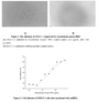 Human histidine-rich glycoprotein (HRG) is a multidomain, monomeric, secreted, 67-75 kDa member of the cystatin superfamily of molecules. Its name derives from the fact that 26% of its amino acids (aa) are histidine and proline. In human, it is synthesized as a 525 aa precursor that contains an 18 aa signal sequence and a 507 aa mature region. Five distinct domains are recognized in the mature molecule. As HRG has the function of cell adhesion, we measure the activity of recombinant mouse HRG by the ability of the immobilized protein to support the adhesion of con-A activated MOLT4 human acute lymphoblastic leukemia cells. When 1 x 105 cells/well with 7.5 ug/ml conA are added to recombinat mouse HRG coated plates (different concentrations with 100 uL/well), cells will adhere after 2 hour incubation at 37 °C. The adhesion of MOLT-4 after 2 hour incubation at 37 °C observed by inverted microscope was shown. The result of cell adhesion, the EC50 was 0.36 ug/ml.