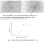 Interleukin-5 (IL-5), a secreted glycoprotein, is a member of  the hematopoietic family. Interleukin 5 has been shown to  stimulate the proliferation of TF-1 cells. To test this effect, TF-1 cells were seeded into triplicate wells of 96-well plates at a density of 2 x 104 cells/well and incubated for 72h in the presence or absence of various concentrations of recombinant mouse IL-5 at 37 °C. The growth of cells were observed by inverted microscope and cell proliferation was measured by Cell Counting Kit-8(CCK-8). Briefly, 10 ul of CCK-8 solution was added to each well of the plate，then measure the absorbance at 450 nm using a microplate reader after incubating the plate for 1-4 hours at 37 °C . Cell proliferation of TF-1 cells after incubation with IL-5 for 72h observed by inverted microscope was shown. The dose-effect curve of recombinant mouse IL-5. It was obvious that it significantly promoted cell proliferation of TF-1 cells. The ED50 for this effect is typically 2.9 ng/ml.
