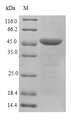 
(Tris-Glycine gel) Discontinuous SDS-PAGE (reduced) with 5% enrichment gel and 15% separation gel.