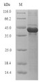 (Tris-Glycine gel) Discontinuous SDS-PAGE (reduced) with 5% enrichment gel and 15% separation gel.