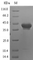 (Tris-Glycine gel) Discontinuous SDS-PAGE (reduced) with 5% enrichment gel and 15% separation gel.