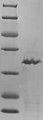 (Tris-Glycine gel) Discontinuous SDS-PAGE (reduced) with 5% enrichment gel and 15% separation gel.