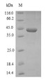 (Tris-Glycine gel) Discontinuous SDS-PAGE (reduced) with 5% enrichment gel and 15% separation gel.