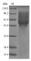 The reducing (R) protein migrates as 43 kDa in SDS-PAGE may be due to glycosylation.