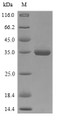 (Tris-Glycine gel) Discontinuous SDS-PAGE (reduced) with 5% enrichment gel and 15% separation gel.