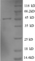 (Tris-Glycine gel) Discontinuous SDS-PAGE (reduced) with 5% enrichment gel and 15% separation gel.