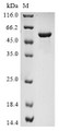 (Tris-Glycine gel) Discontinuous SDS-PAGE (reduced) with 5% enrichment gel and 15% separation gel.
