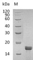 SDS-PAGE