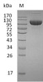 SDS-PAGE