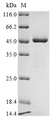 SDS-PAGE