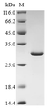 SDS-PAGE