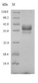 SDS-PAGE